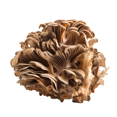 King Brown Mushrooms